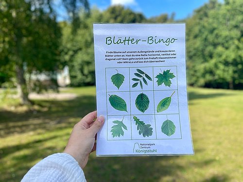 Natur-Bingo: Formen & Farben entdecken