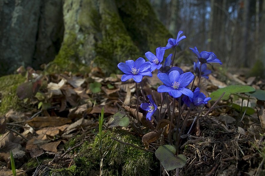 Ein Leberblümchen in Blüte.