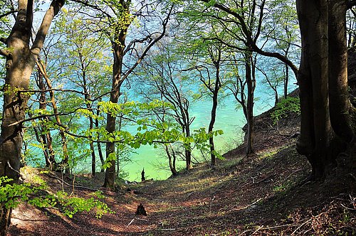 WeitSicht - Grüner Wald auf weißer Kreide