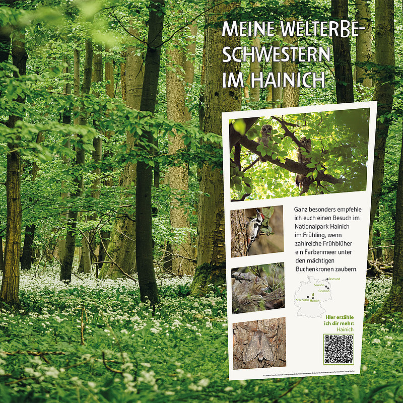Ein Plakat im Wald, das für den Nationalpark Hainich wirbt. Es zeigt Bilder von Natur und Pflanzen sowie den Text über einen Besuch im Frühling. Die Botschaft ermutigt dazu, die Vielfalt der Natur zu entdecken. Ein QR-Code ist ebenfalls vorhanden.