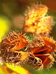Image - 17dbdfe7-350f-43db-b6ed-2daf57a8c9e9_beuknootjes.jpg