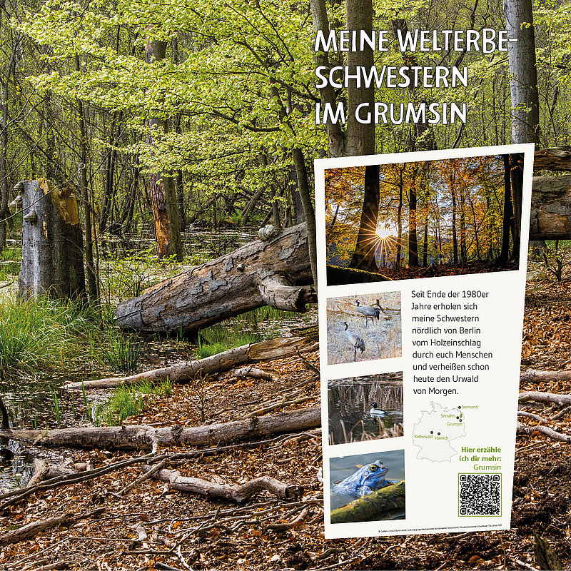 Ein Wald mit frischem Grün und Lichtstrahlen, die durch die Bäume scheinen. Im Vordergrund sind umgestürzte Baumstämme zu sehen. Ein Informationsfeld beschreibt das Naturprojekt "Meine Welterbe-Schwestern im Grumsin" und lädt zur weiteren Erkundung ein.