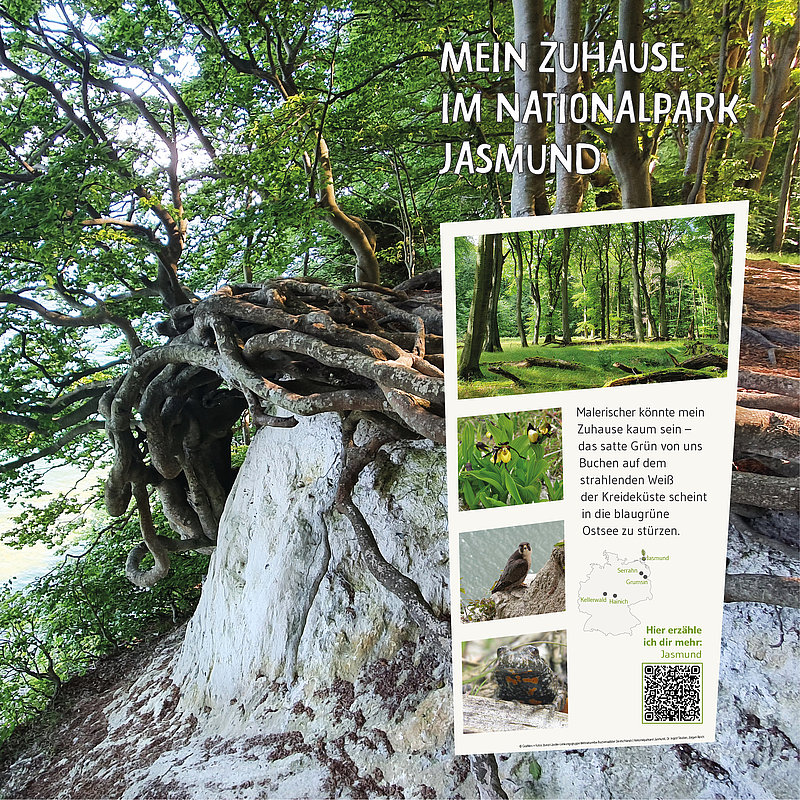 Eine Baumwurzel ragt aus dem Boden auf einem Pfad im Nationalpark Jasmund. Im Hintergrund sind grüne Bäume zu sehen. Ein Informationsfeld mit Fotos und Text beschreibt die Umgebung und lädt dazu ein, mehr über den Park zu erfahren.