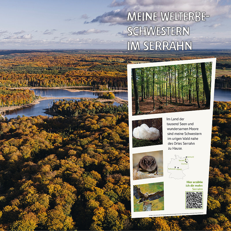 Eine Luftaufnahme einer malerischen Landschaft mit Wäldern, Gewässern und bunten Bäumen im Herbst. Im Vordergrund steht ein Infofeld, das über die Natur und kulturellen Aspekte der Region Serrahns informiert, inklusive Text und Bilder von Tieren und Pflanzen.