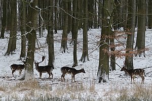 Familienwanderung "Tierische Schlafmützen im Wald"