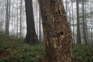 unesco-welterbe-buchen-hochwald-stehendes-totholz.jpg