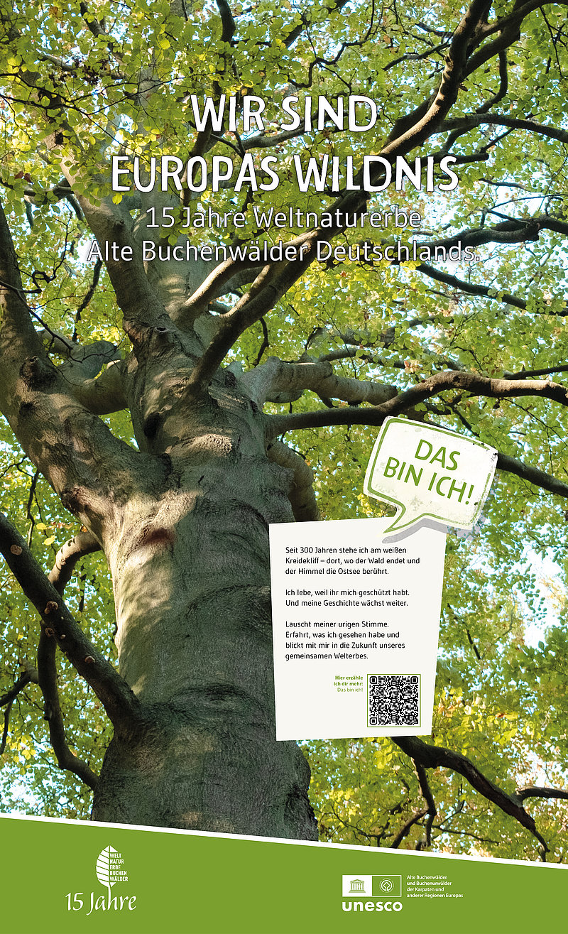 Ein großer Baum mit grünen Blättern steht im Mittelpunkt. Darunter befindet sich ein Informationsschild mit dem Text: "Wir sind Europas Wildnis – 15 Jahre Weltnaturerbe Alte Buchenwälder Deutschlands" und einem QR-Code.