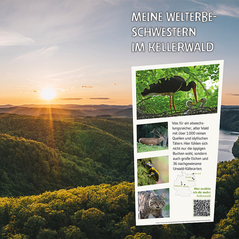 Eine malerische Landschaft mit einem Sonnenuntergang über einem dichten Wald. Auf der rechten Seite befindet sich ein Informationsblock über die Tierwelt im Kellerwald, inklusive Bilder von verschiedenen Tieren. Der Text thematisiert den Artenreichtum und bietet einen QR-Code für weitere Informationen.